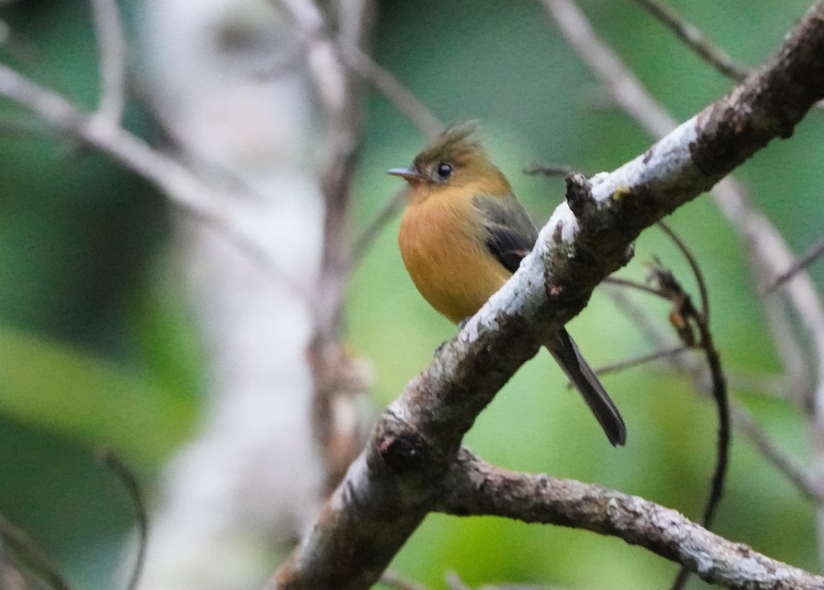 Tufted Flycatcher - ML645603297