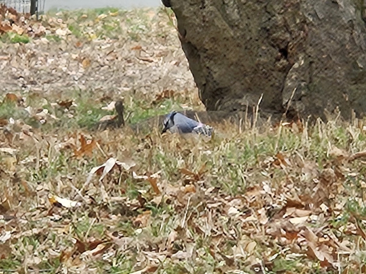 sojka chocholatá - ML645603299