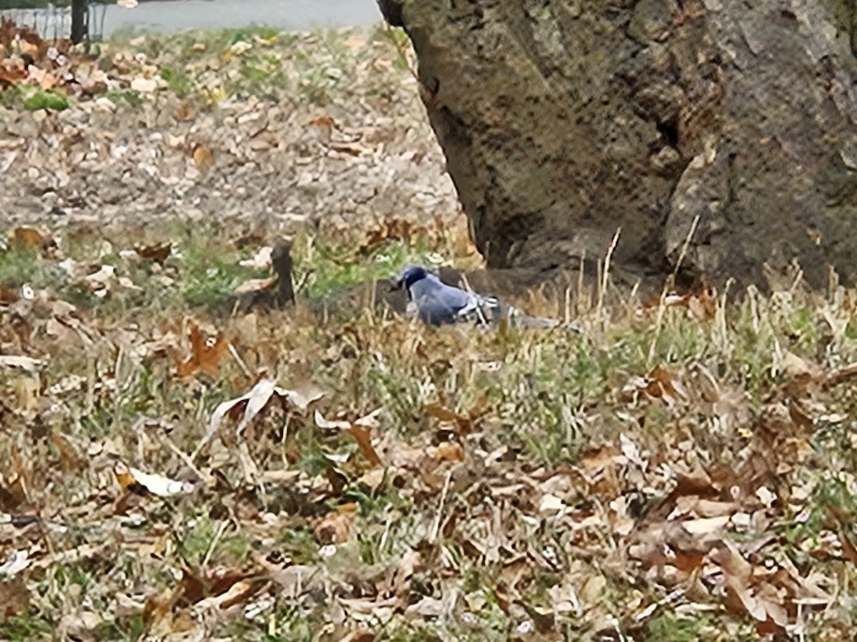 sojka chocholatá - ML645603300