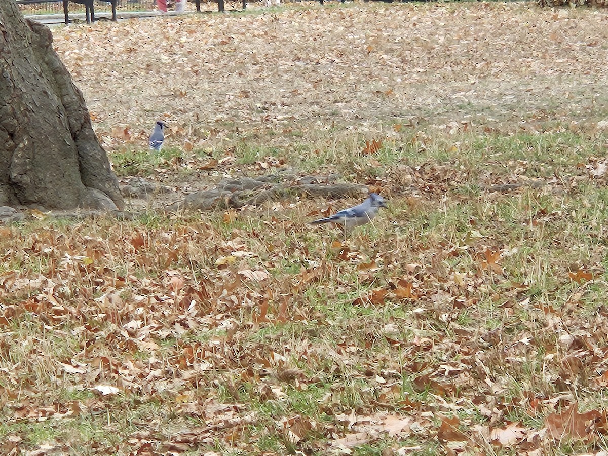 sojka chocholatá - ML645603301