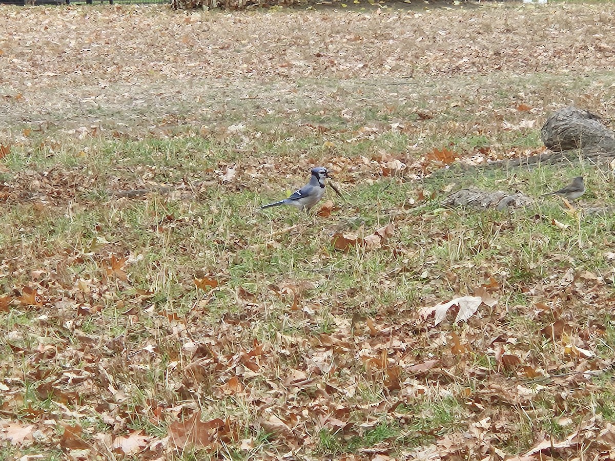 sojka chocholatá - ML645603302