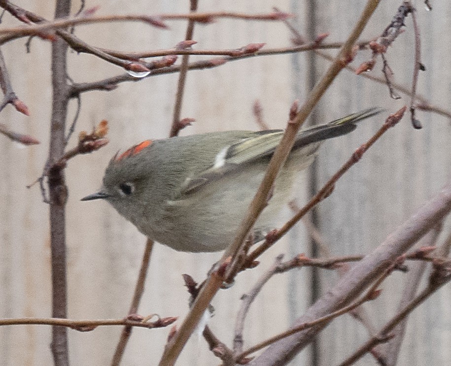 Ruby-crowned Kinglet - ML645603303