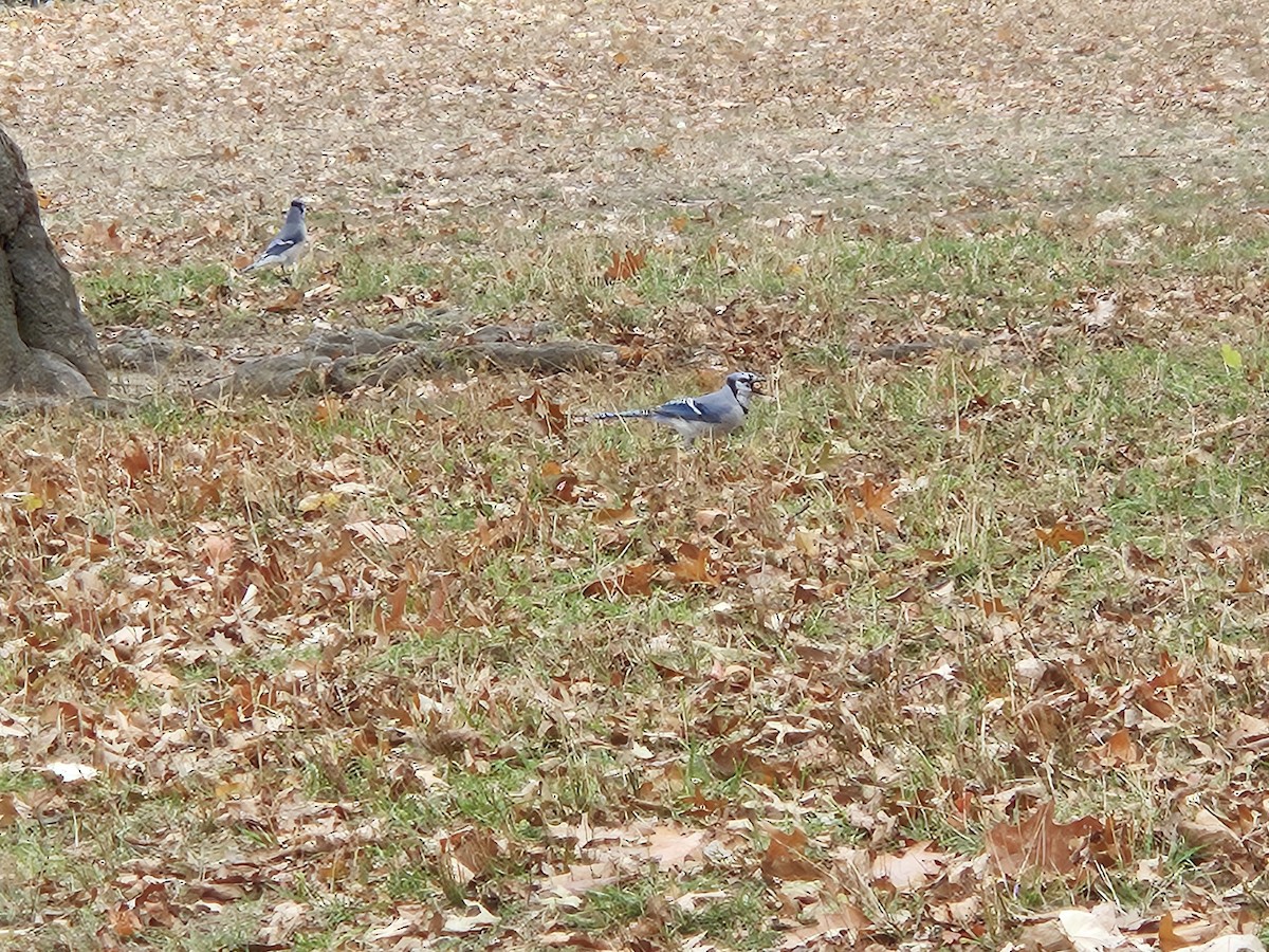 sojka chocholatá - ML645603304