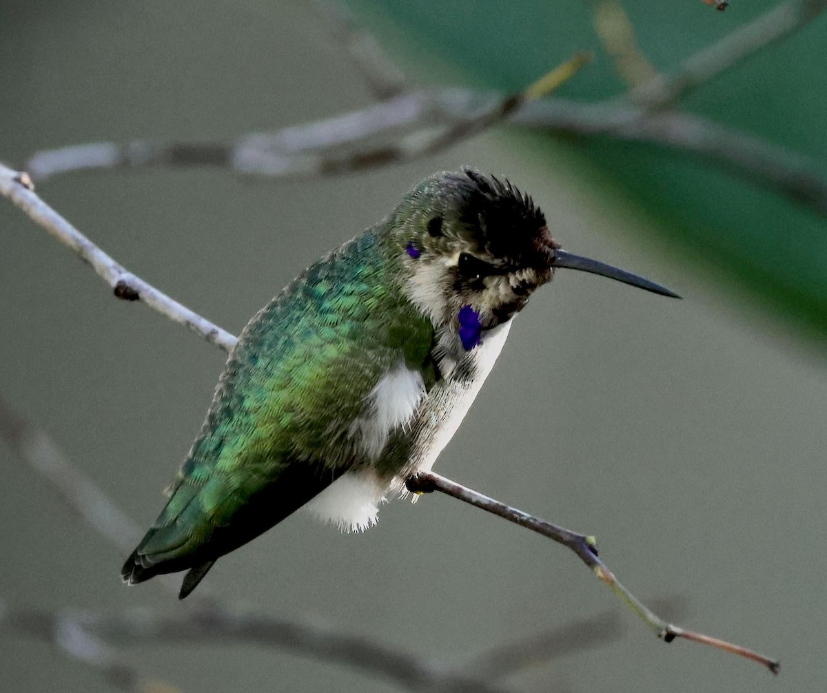 Costa's Hummingbird - ML645603305