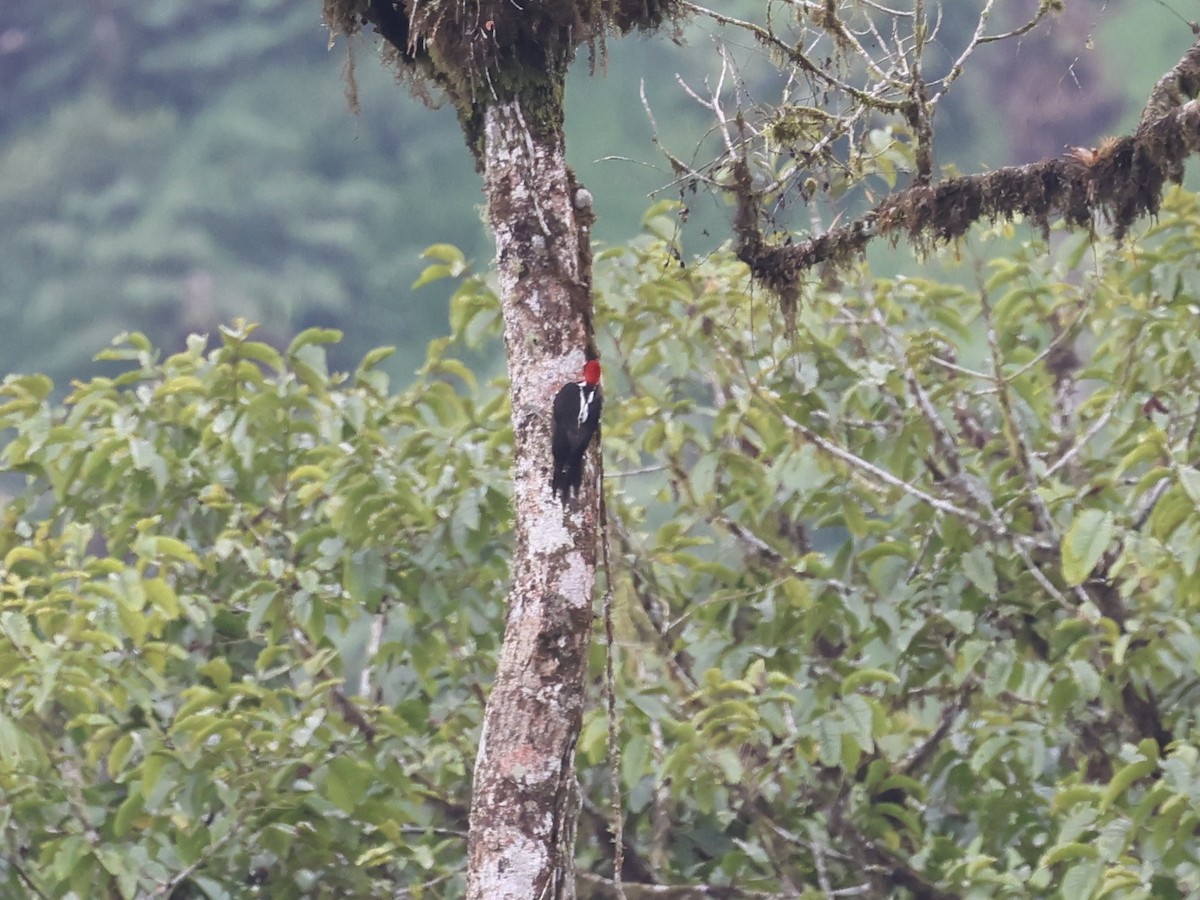 Guayaquil Woodpecker - ML645603308