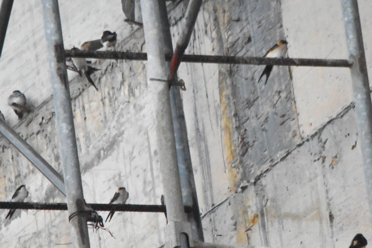 European Red-rumped Swallow - ML645603311