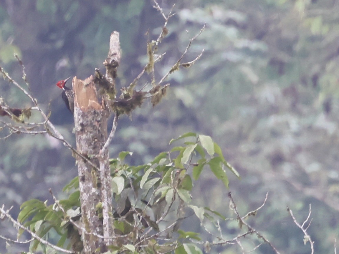 Guayaquil Woodpecker - ML645603312