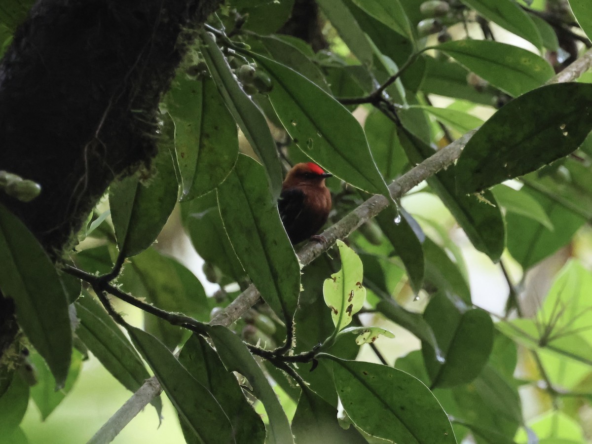 Club-winged Manakin - ML645603323