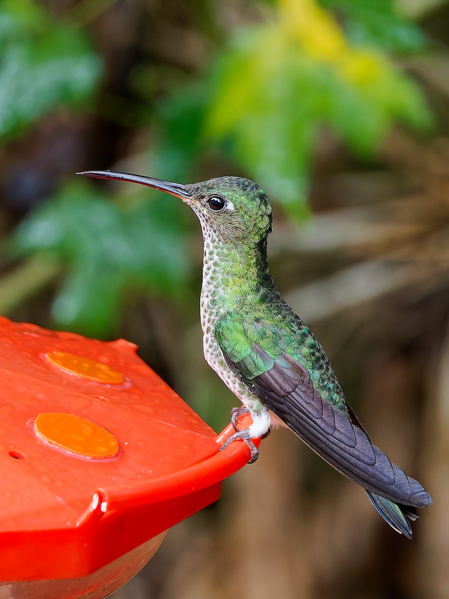 Colibri grivelé - ML645603324