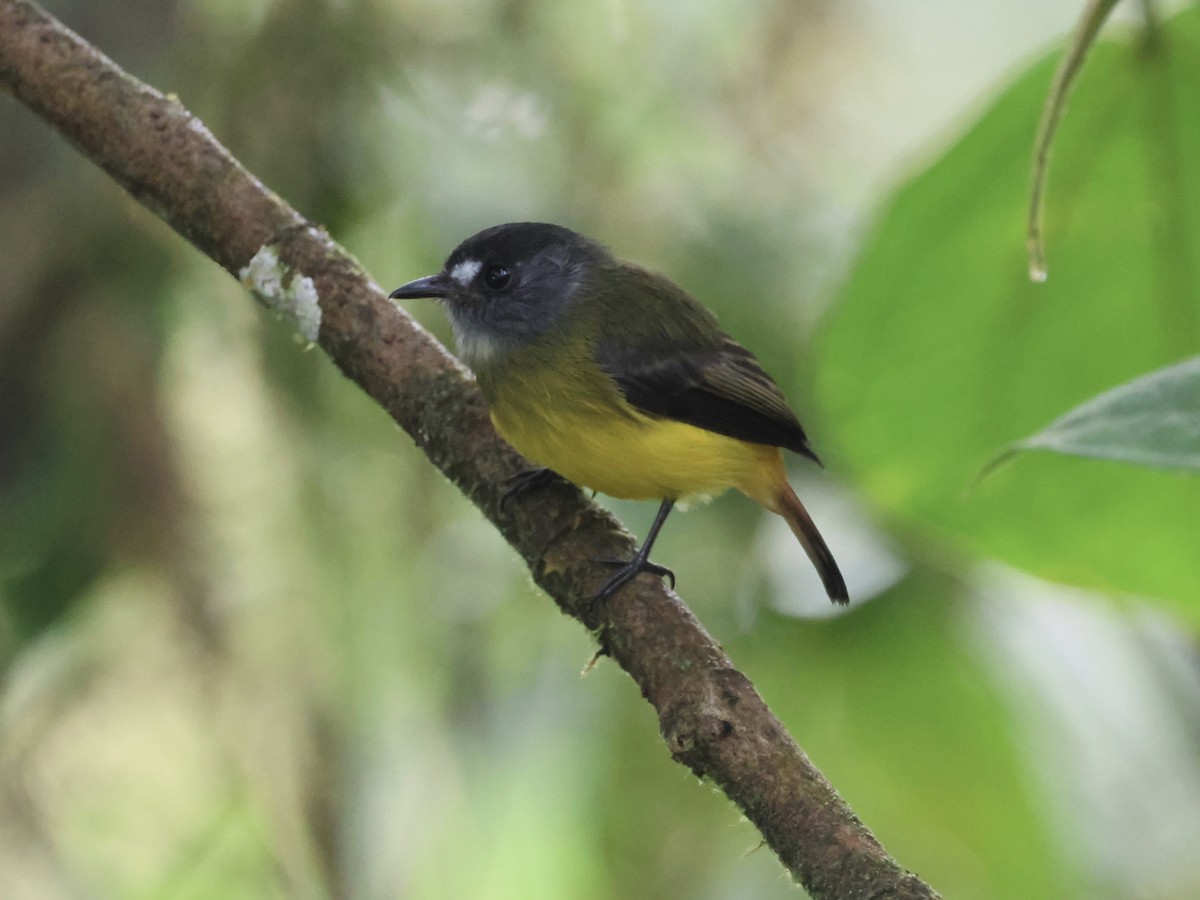 Ornate Flycatcher - ML645603328