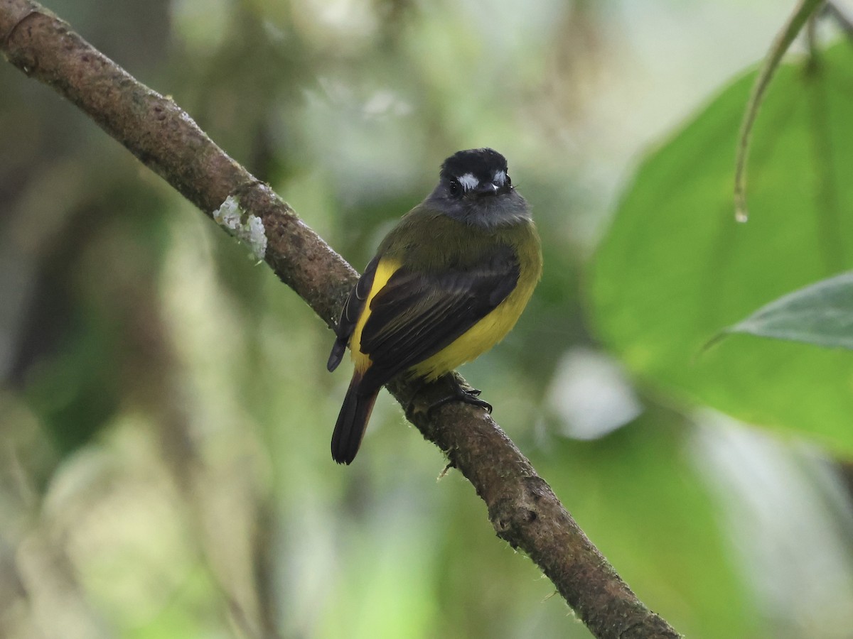 Ornate Flycatcher - ML645603334