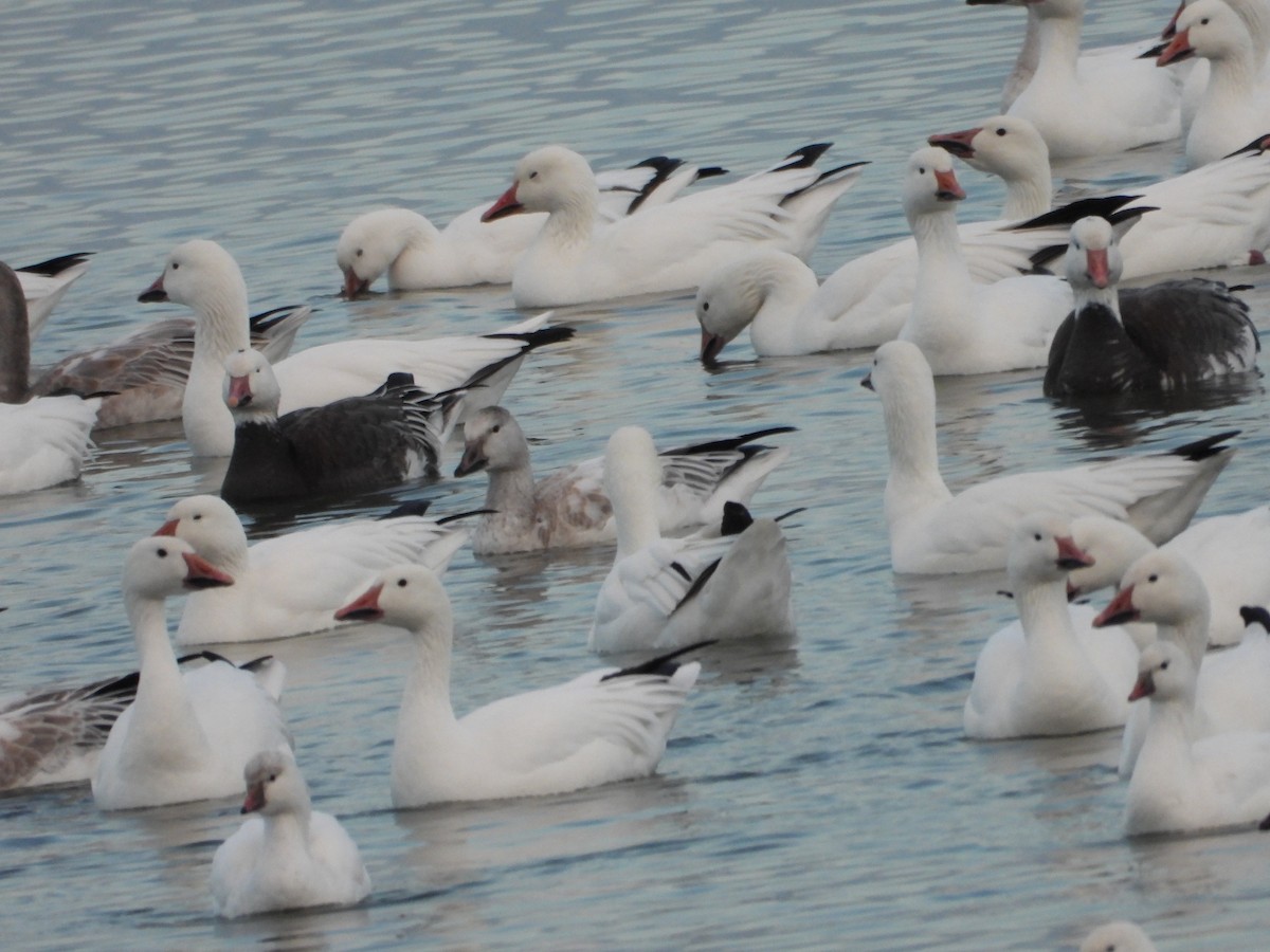 Ross's Goose - ML645603337