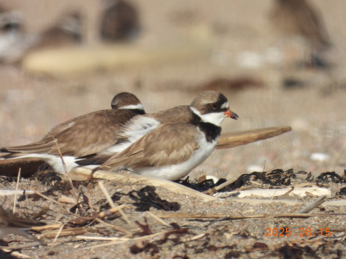 Пісочник канадський - ML645603339