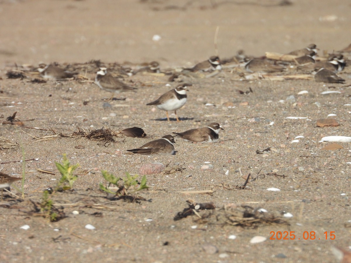 Пісочник канадський - ML645603340