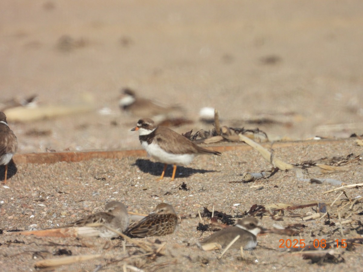Пісочник канадський - ML645603341