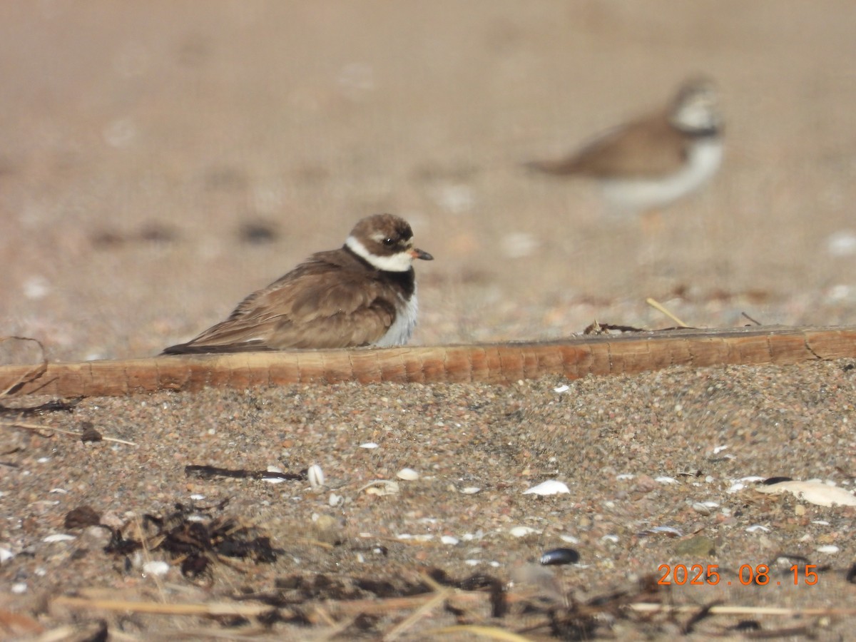 Пісочник канадський - ML645603342