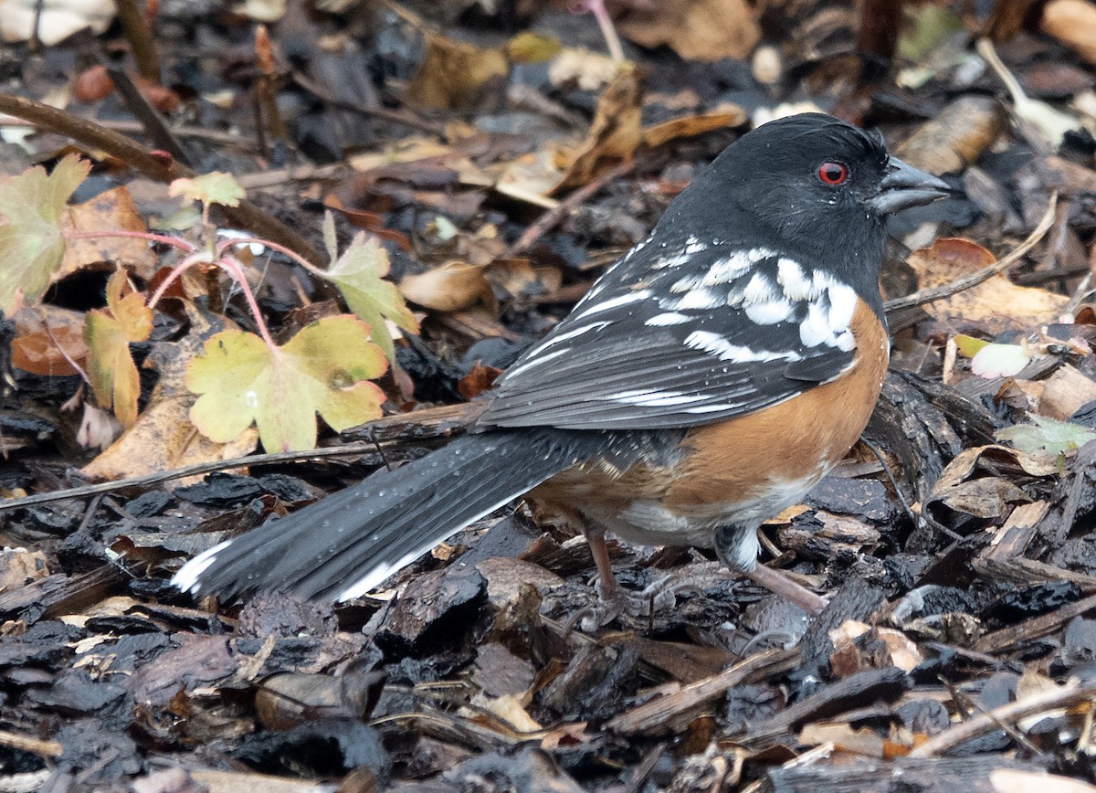 Тауї плямистий - ML645603343