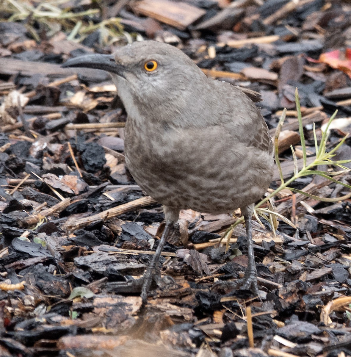 Тремблер бурий - ML645603349
