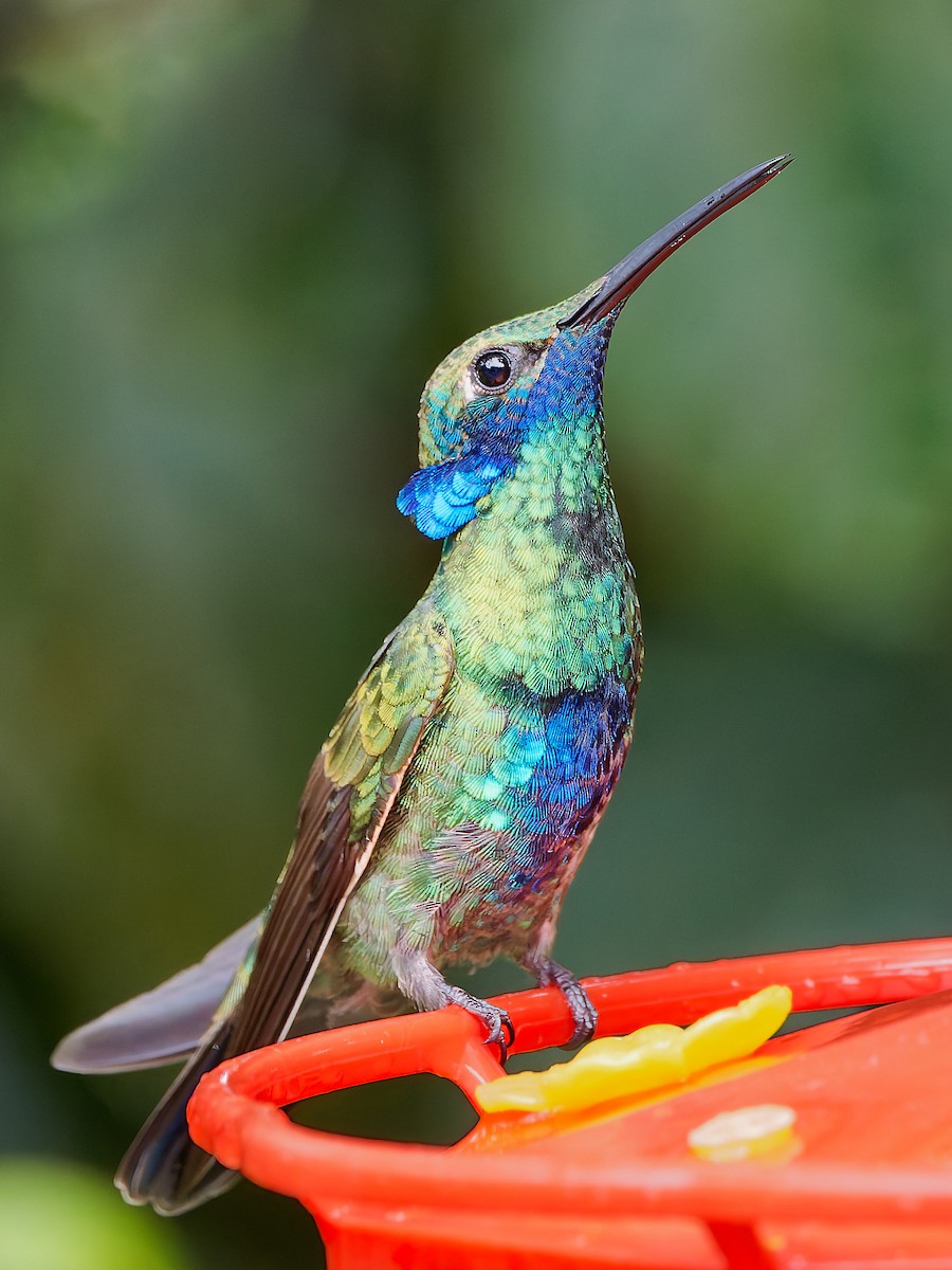 Колібрі синьочеревий - ML645603350