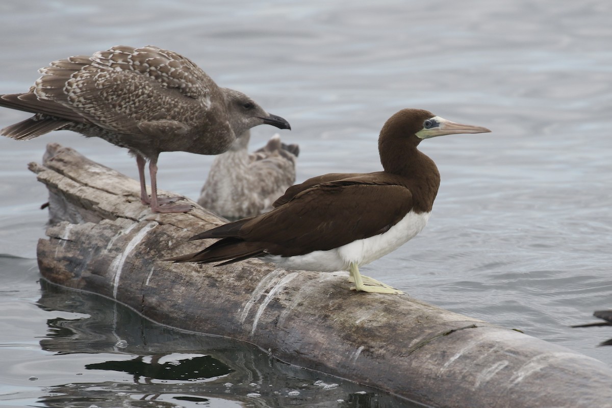 Cocos Booby (Brewster's) - ML645603352
