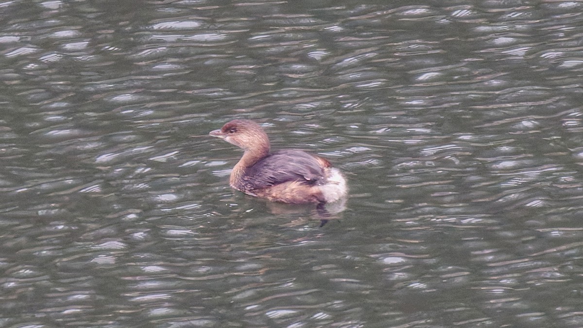 Пірникоза рябодзьоба - ML645603353