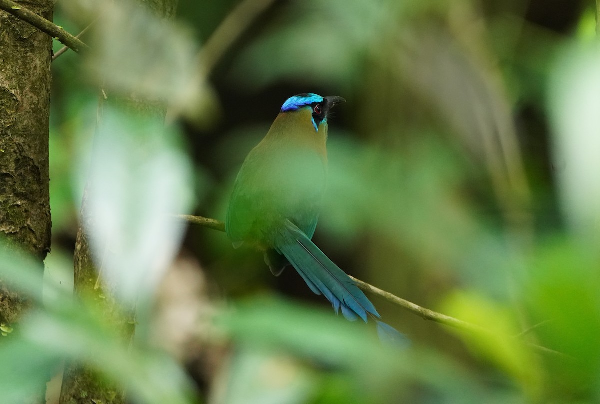 Момот садовий - ML645603354