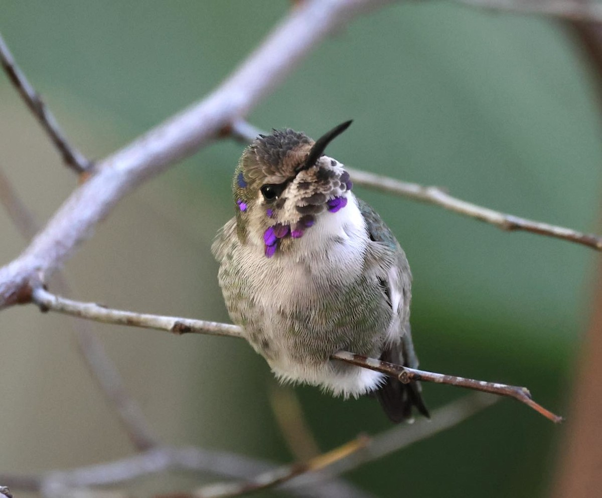 Каліпта аметистовоголова - ML645603355