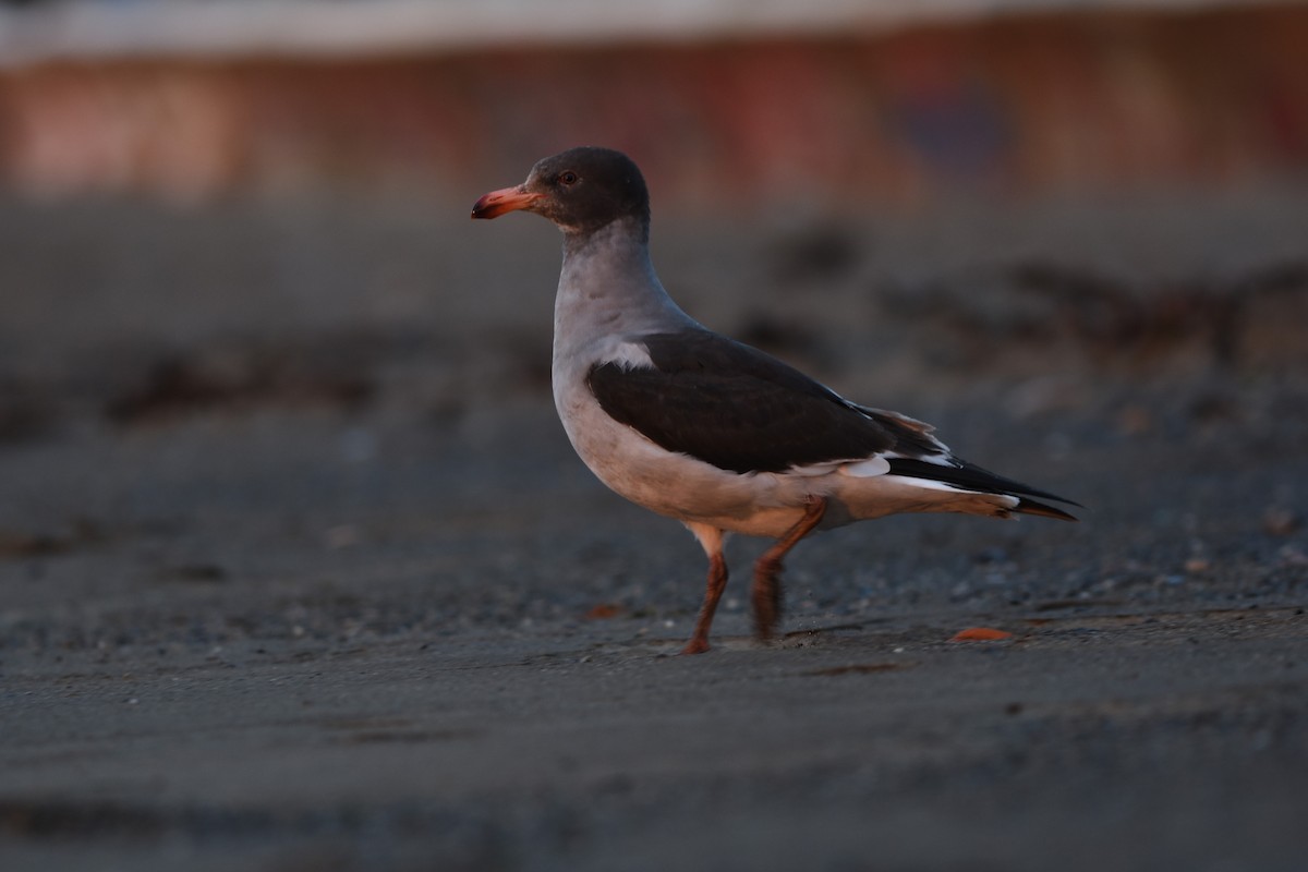 Мартин магеланський - ML645603356