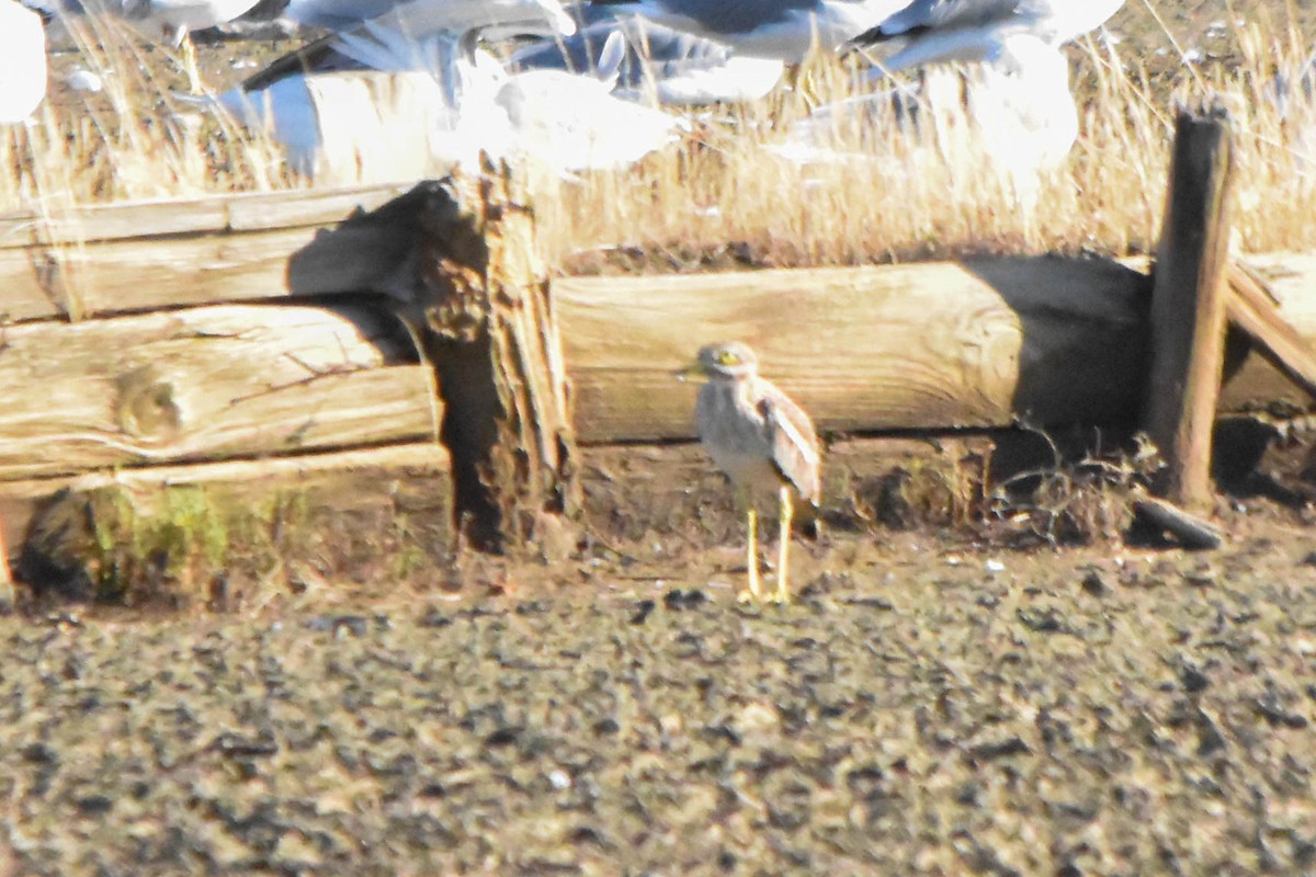 Лежень степовий - ML645603357