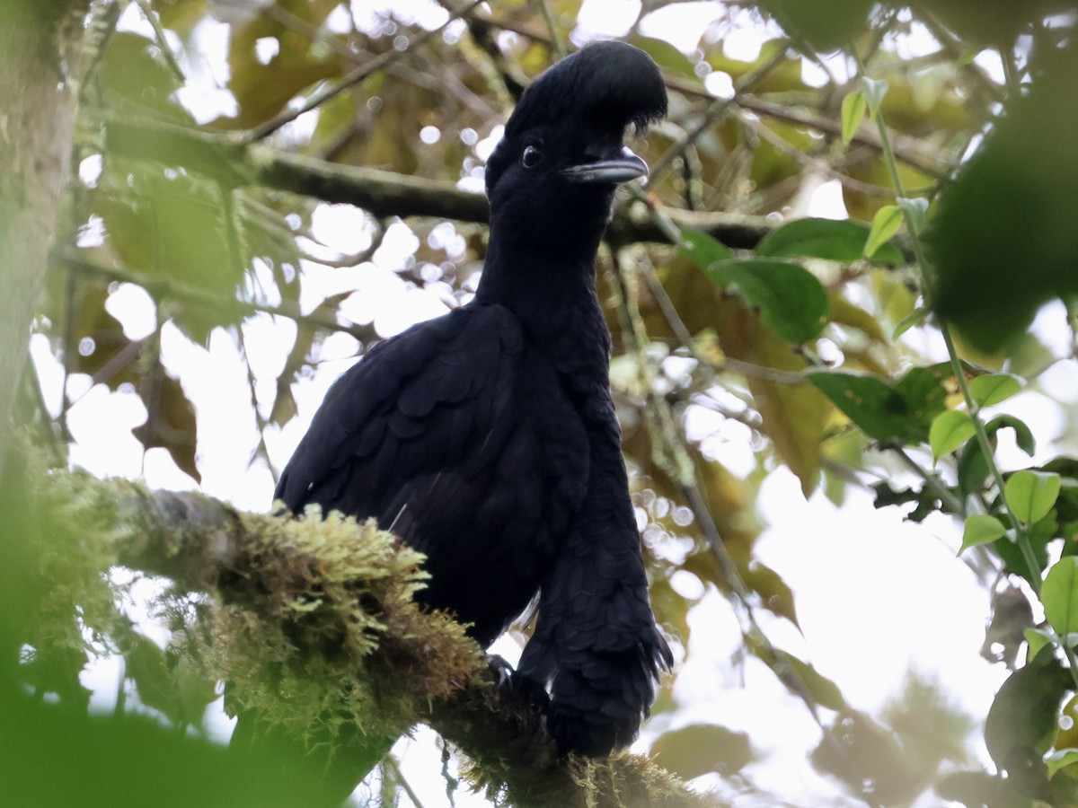 Красочуб еквадорський - ML645603358