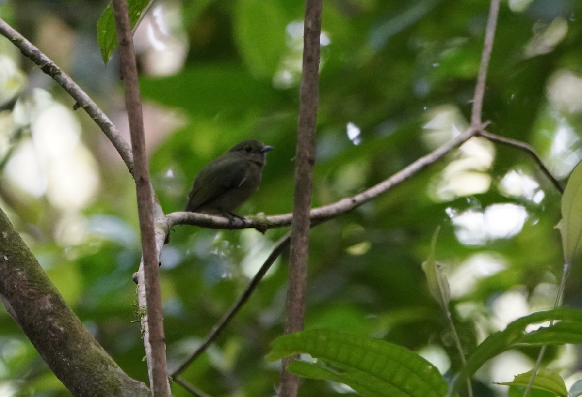 Салтарин оксамитовий - ML645603362