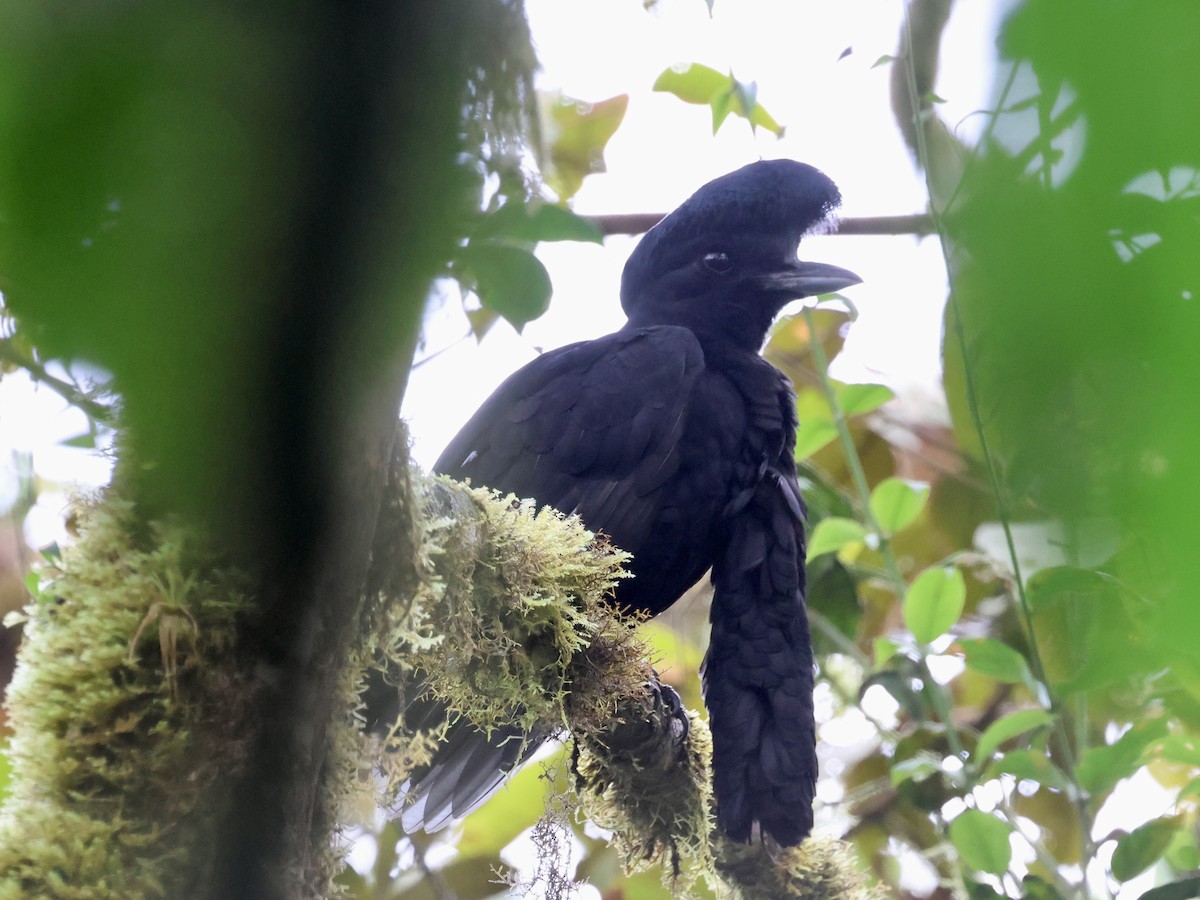 Красочуб еквадорський - ML645603364