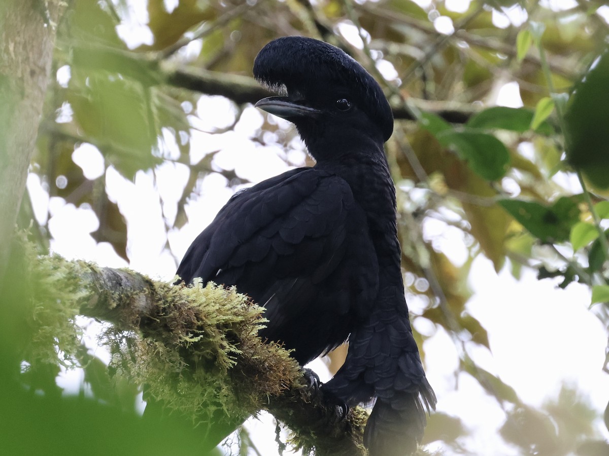 Красочуб еквадорський - ML645603365