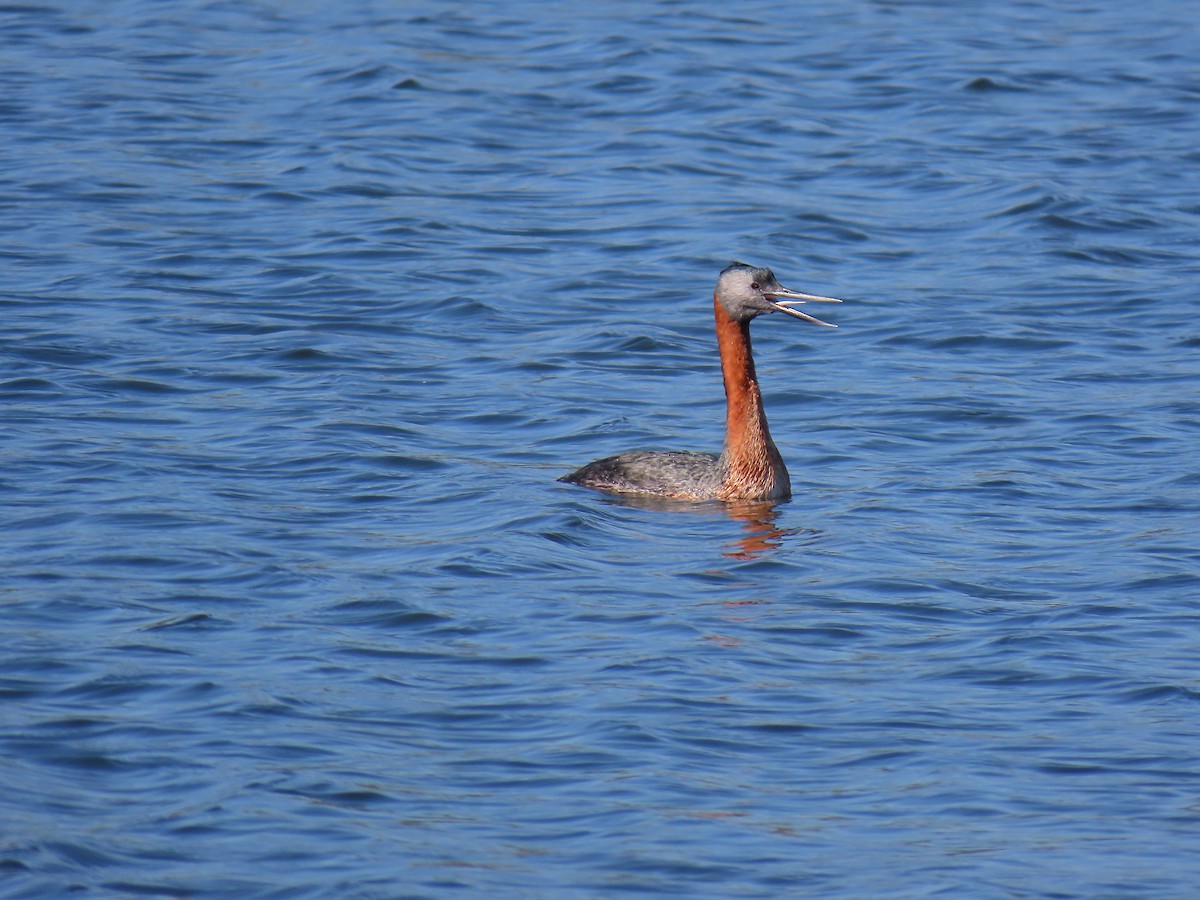 Пірникоза-голіаф - ML645603367