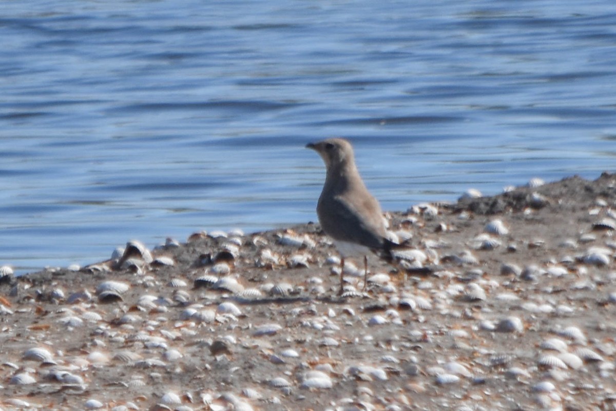 Дерихвіст лучний - ML645603368