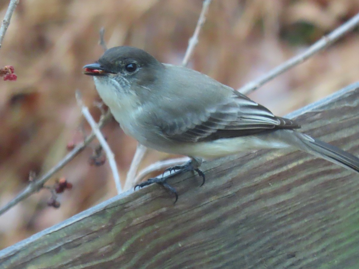 Феб буроспинний - ML645603369