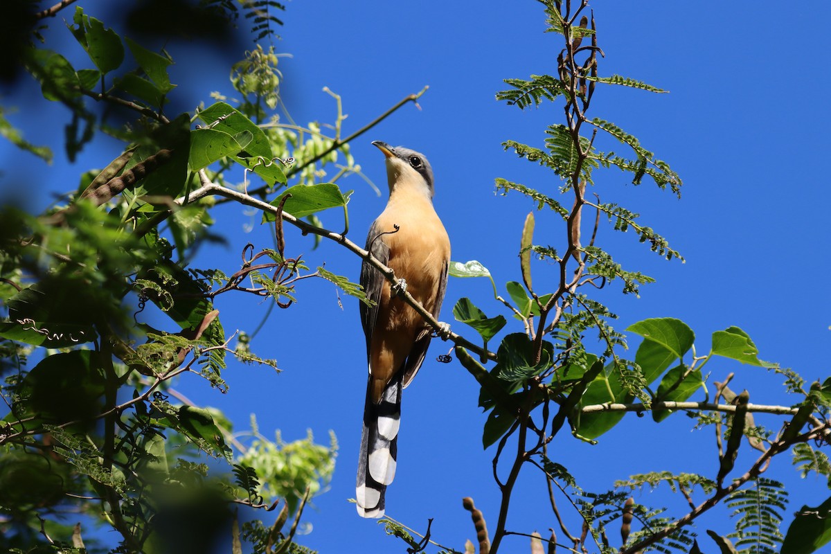 Кукліло мангровий - ML645603370