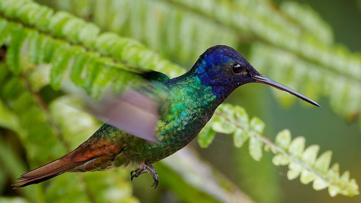 Колібрі-сапфір золотохвостий - ML645603371