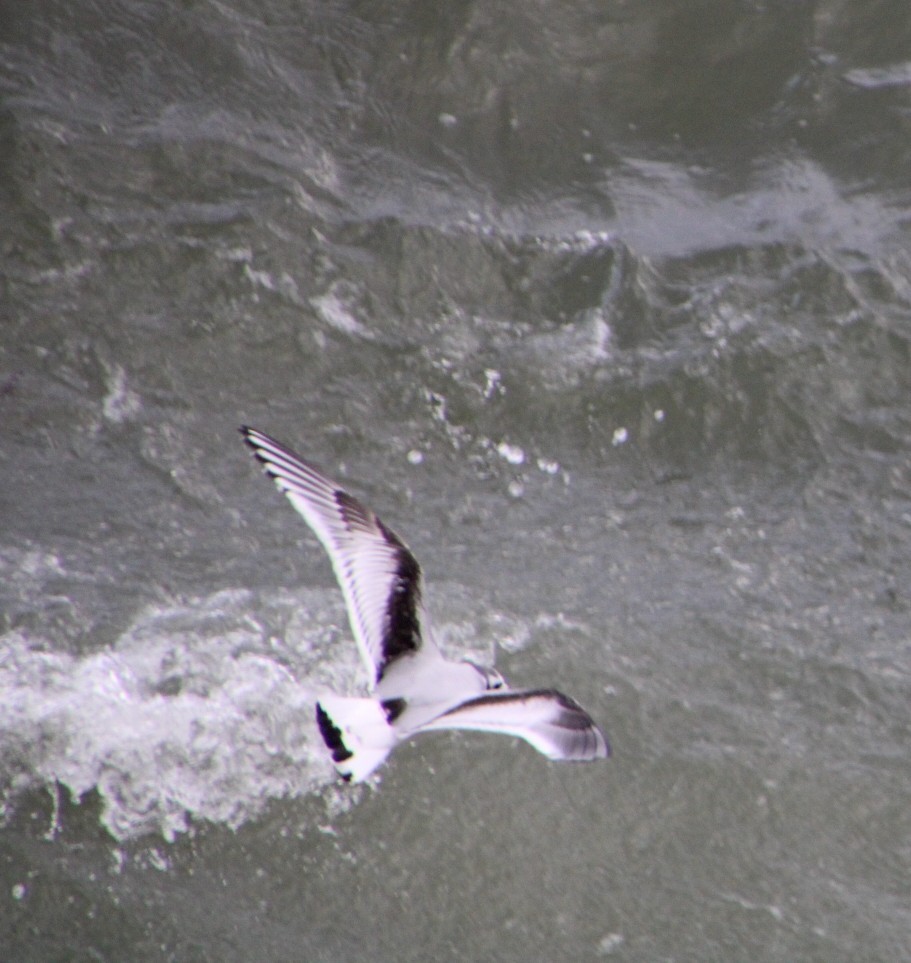 Мартин малий - ML645603372