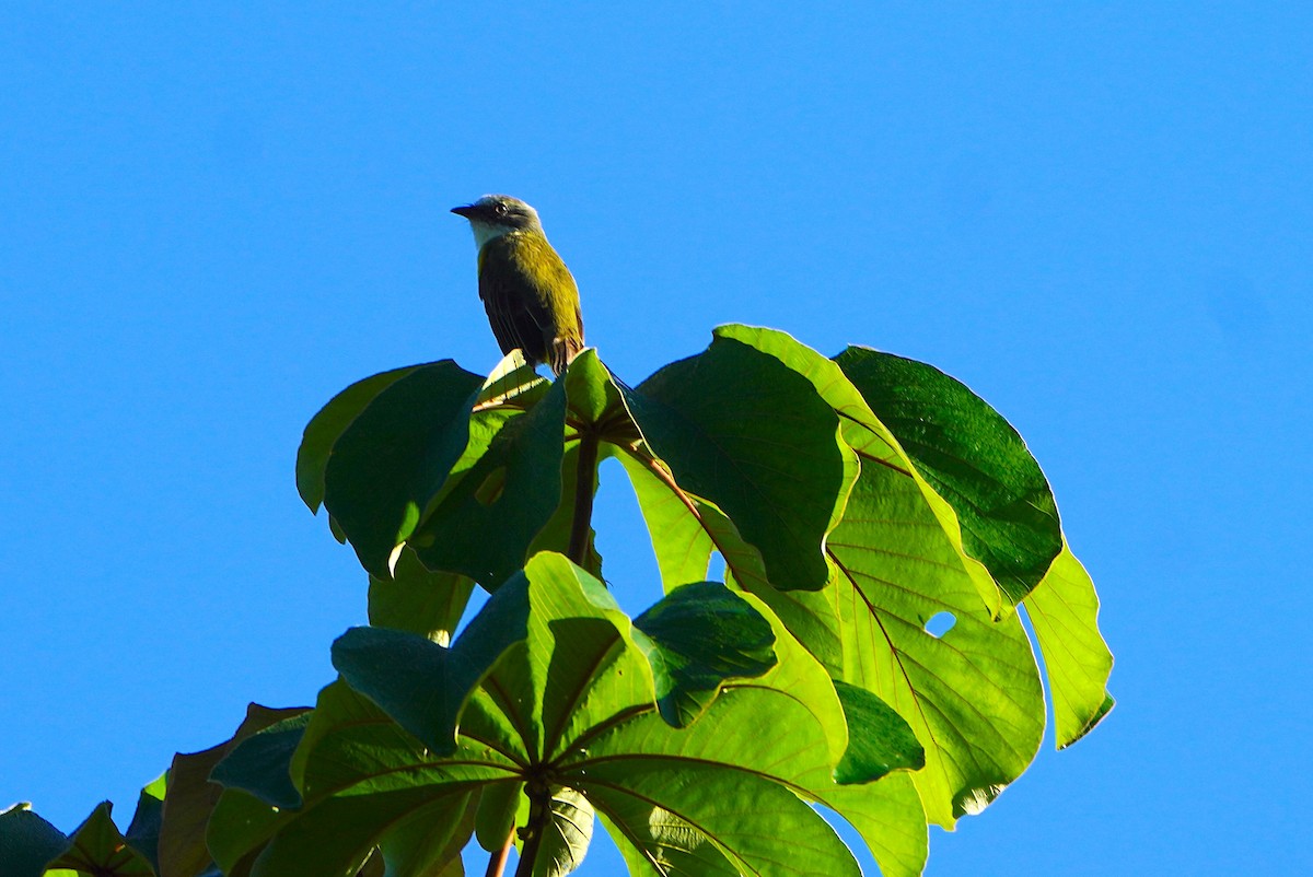 Бієнтевіо сіроголовий - ML645603373