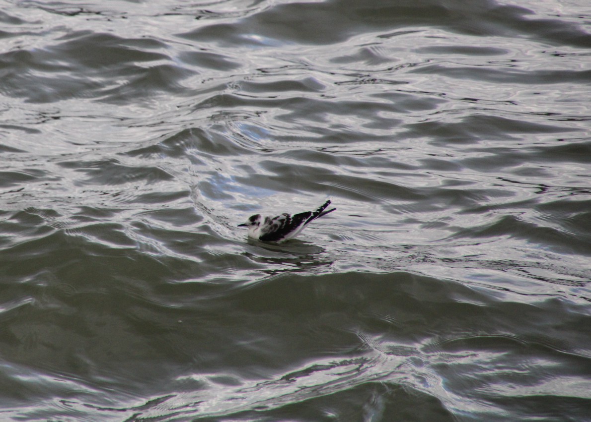 Мартин малий - ML645603374