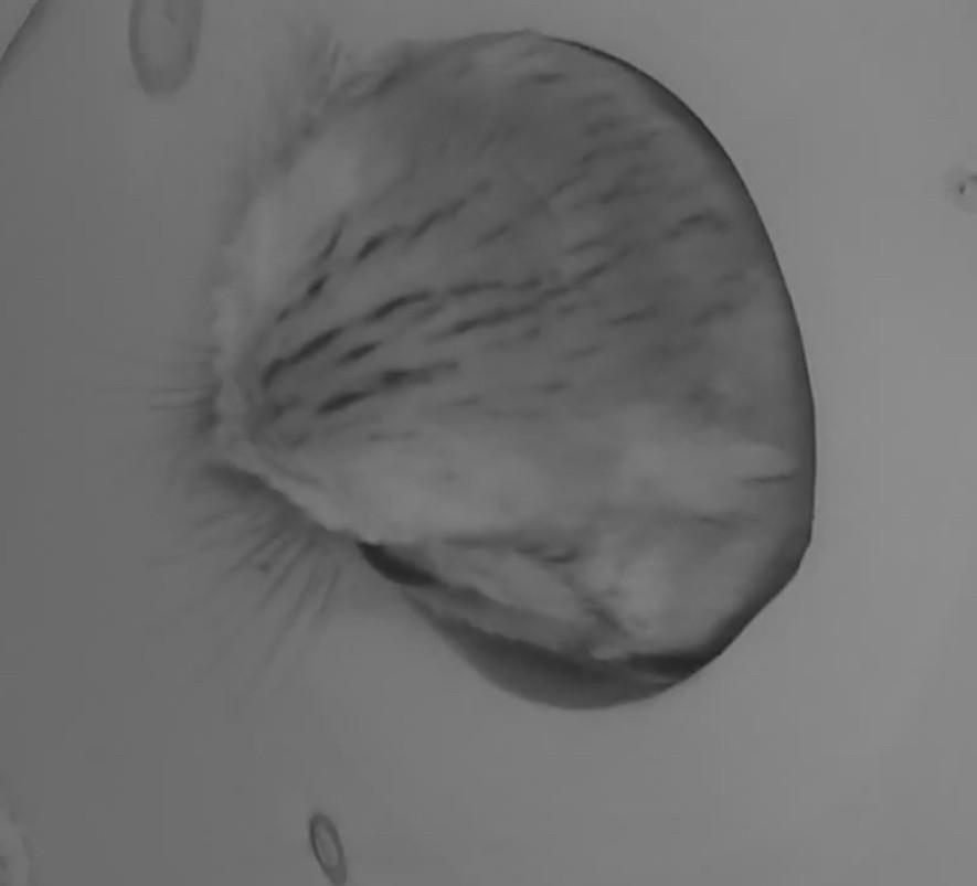 Сплюшка північна - ML645603377