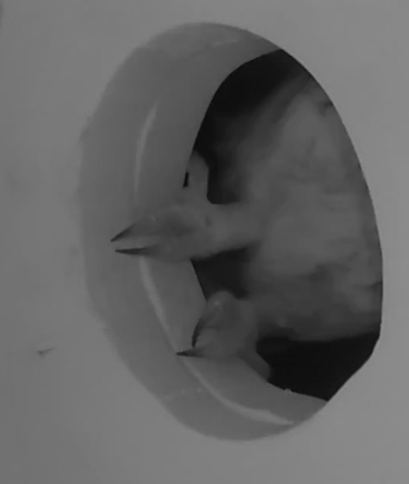 Сплюшка північна - ML645603378