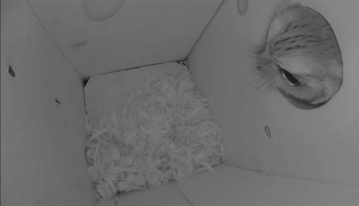 Сплюшка північна - ML645603379