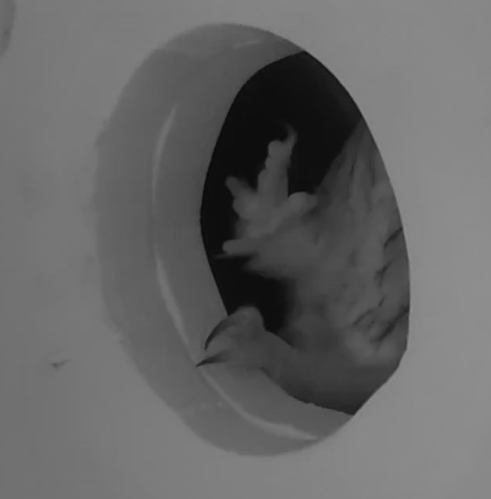 Сплюшка північна - ML645603380