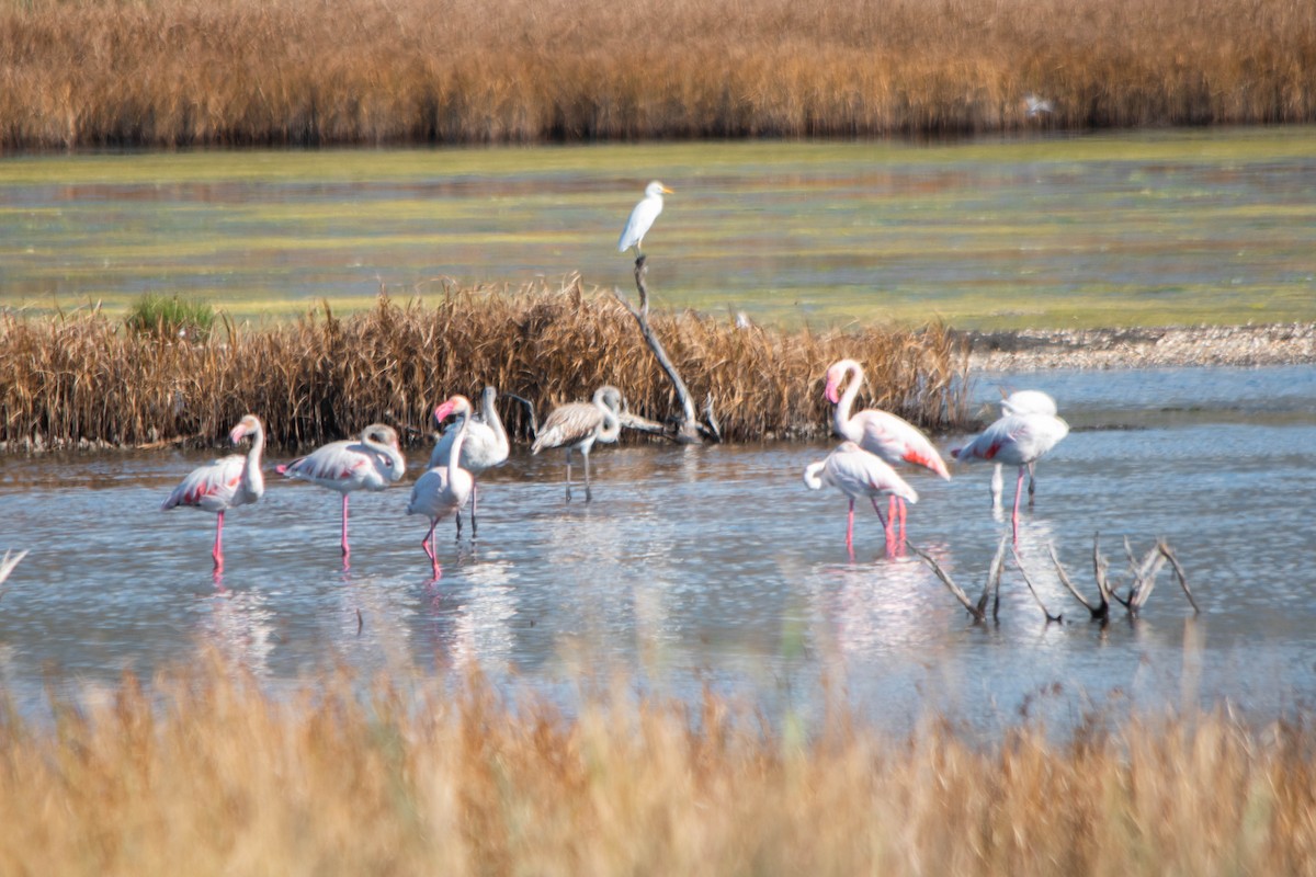 Greater Flamingo - ML645603381