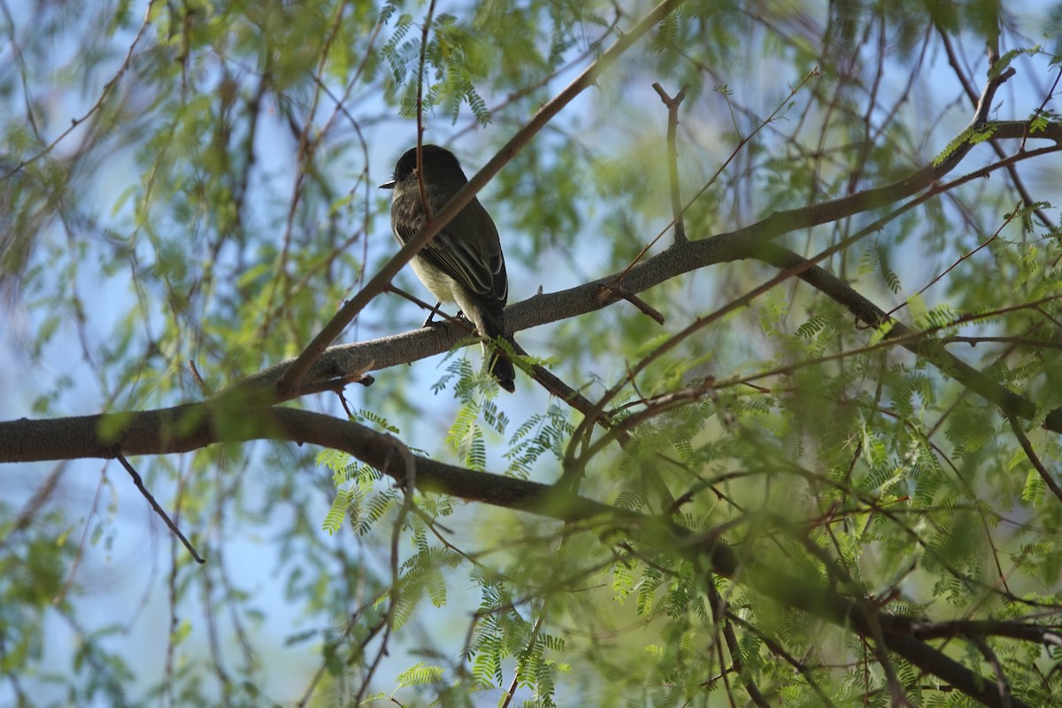 Black Phoebe - ML645603382