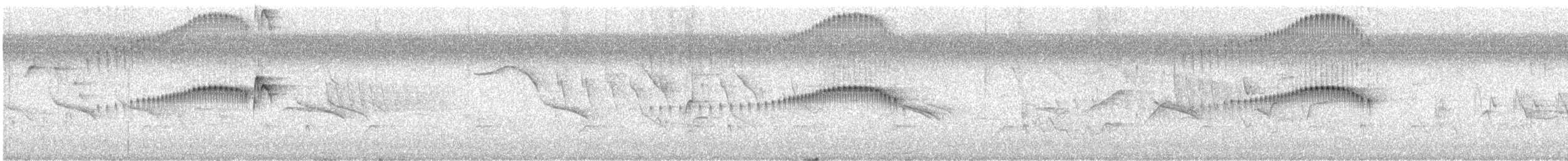 Plain Tyrannulet - ML645603383