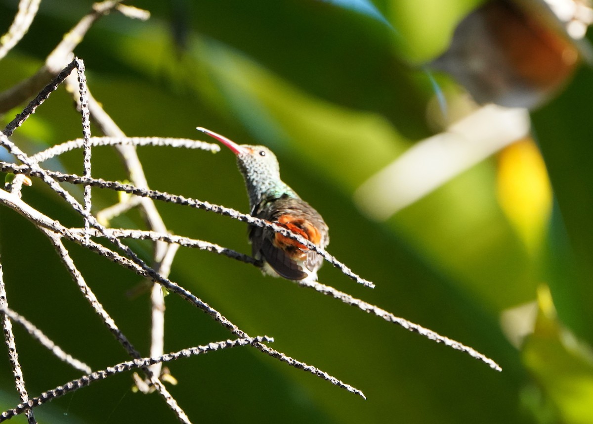 Rufous-tailed Hummingbird - ML645603386