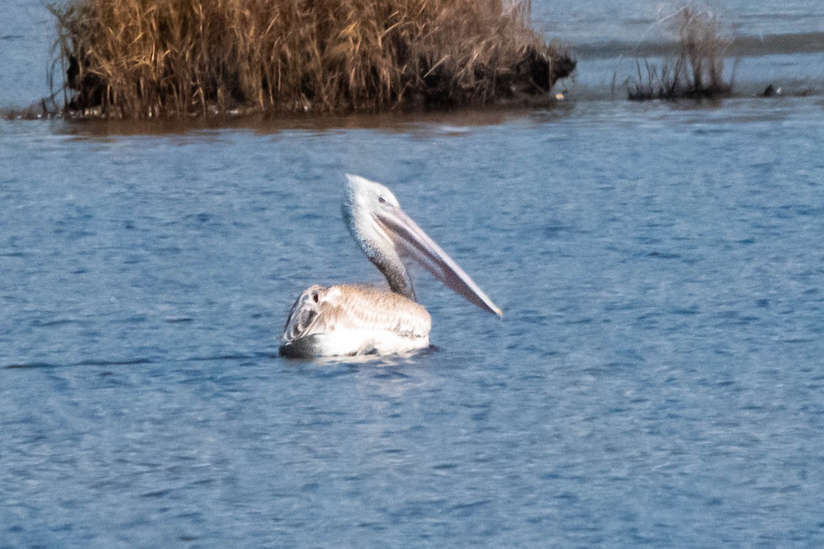 Dalmatian Pelican - ML645603391
